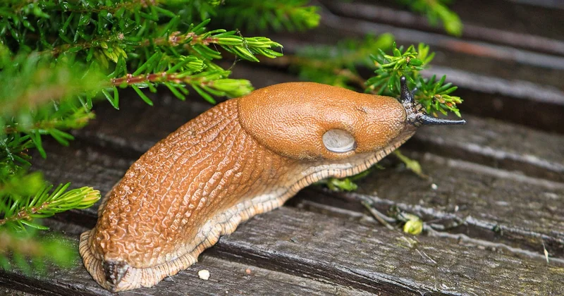 Comment dit-on « slug » en français ?