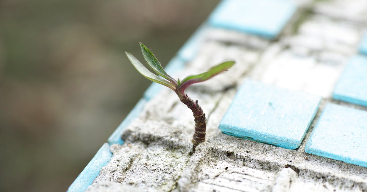 découvrez le concept de résilience, sa définition et son importance dans la vie quotidienne. apprenez comment développer votre capacité à rebondir face aux défis et à surmonter les obstacles avec force et détermination.